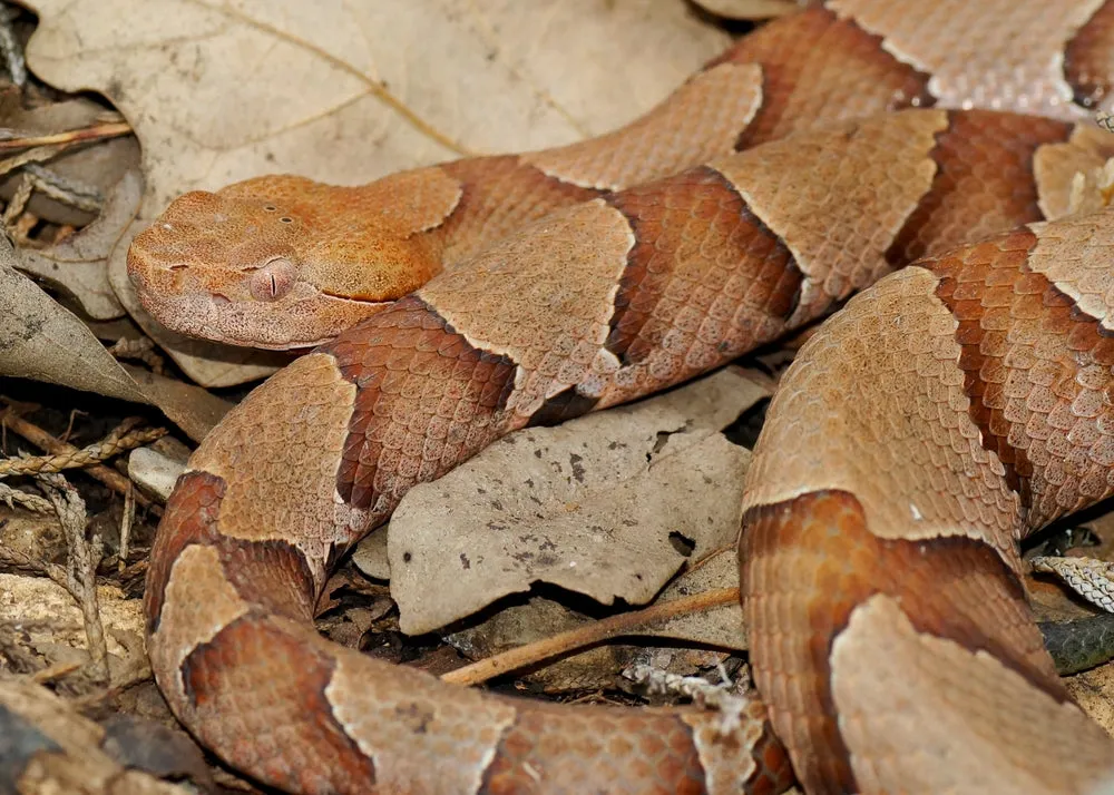 Copperhead Kimono